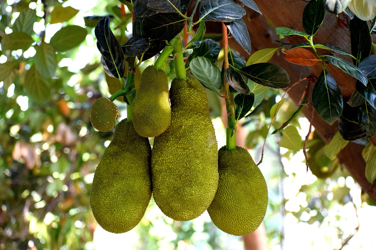 Vaisių,  Medis,  Žalias,  Lapų,  Domkratas,  Skanus,  Lapai,  Tropical,  Didelis,  Maisto