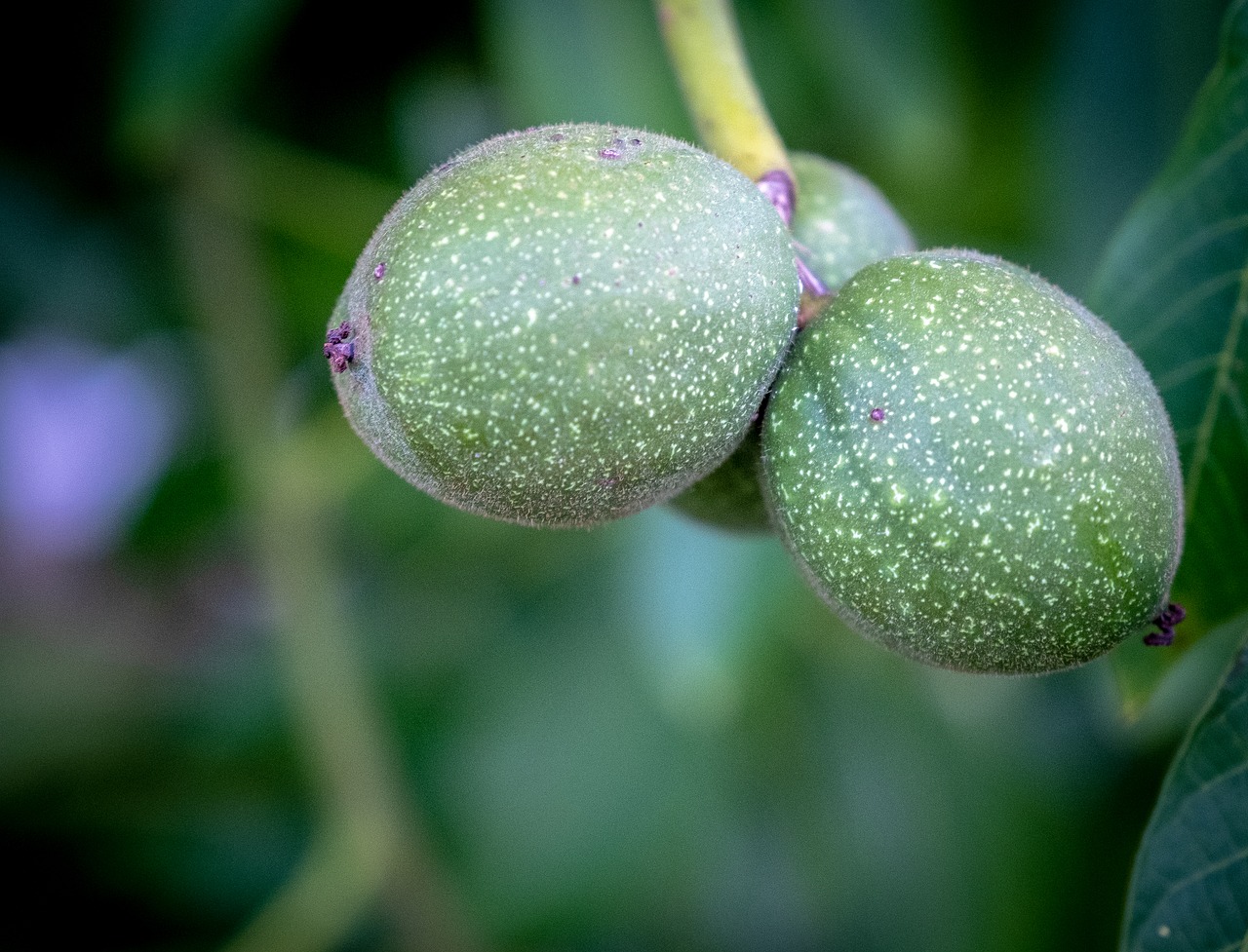 Vaisių,  Apple,  Kriaušės,  Augimas,  Žalias,  Nesubrendęs,  Sveiki,  Medis,  Krūmas,  Augalų