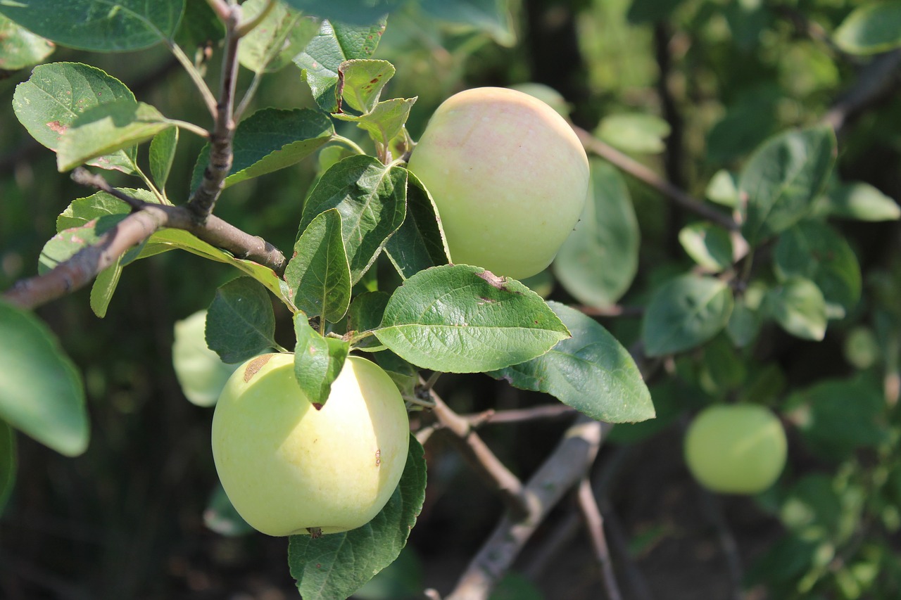 Vaisių,  Apple,  Pobūdį,  Šviežias, Nemokamos Nuotraukos,  Nemokama Licenzija