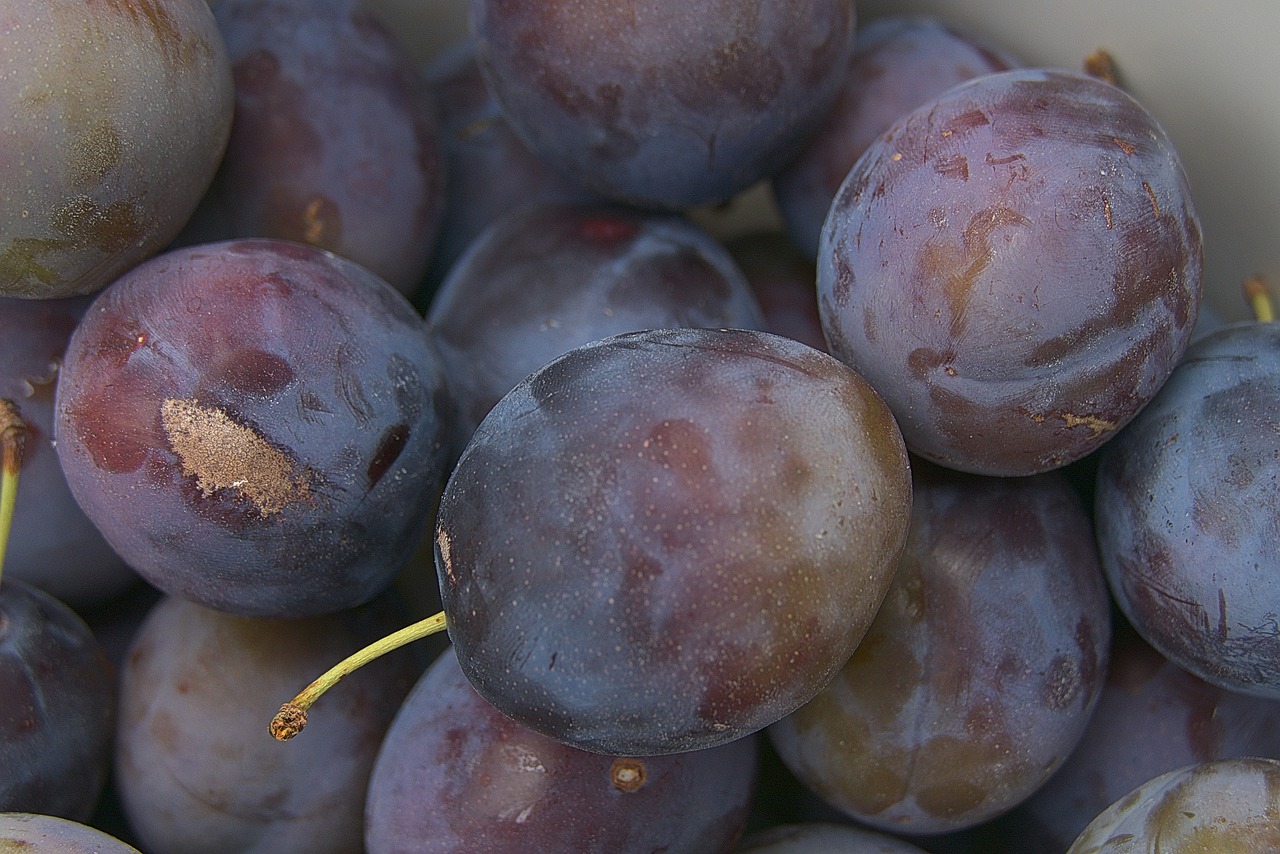 Vaisių,  Slyvų,  Kaulavaisiai,  Squish,  Prunus Domestica,  Vaisių Sodas,  Natūralus,  Ekologiškai, Nemokamos Nuotraukos,  Nemokama Licenzija