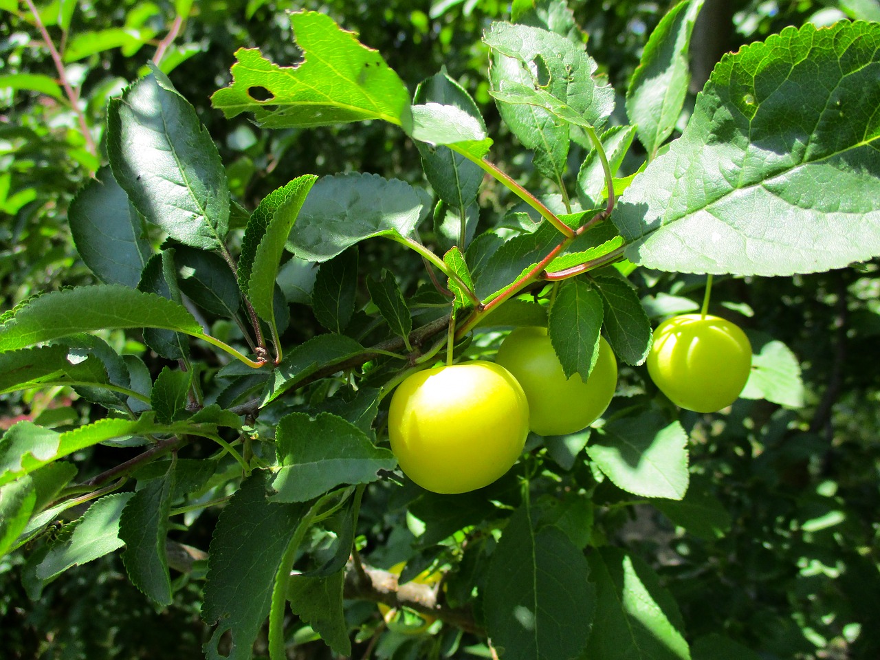 Vaisių,  Žalias,  Šviežias,  Pobūdį,  Vasara,  Lapai,  Sodas,  Mediena, Nemokamos Nuotraukos,  Nemokama Licenzija