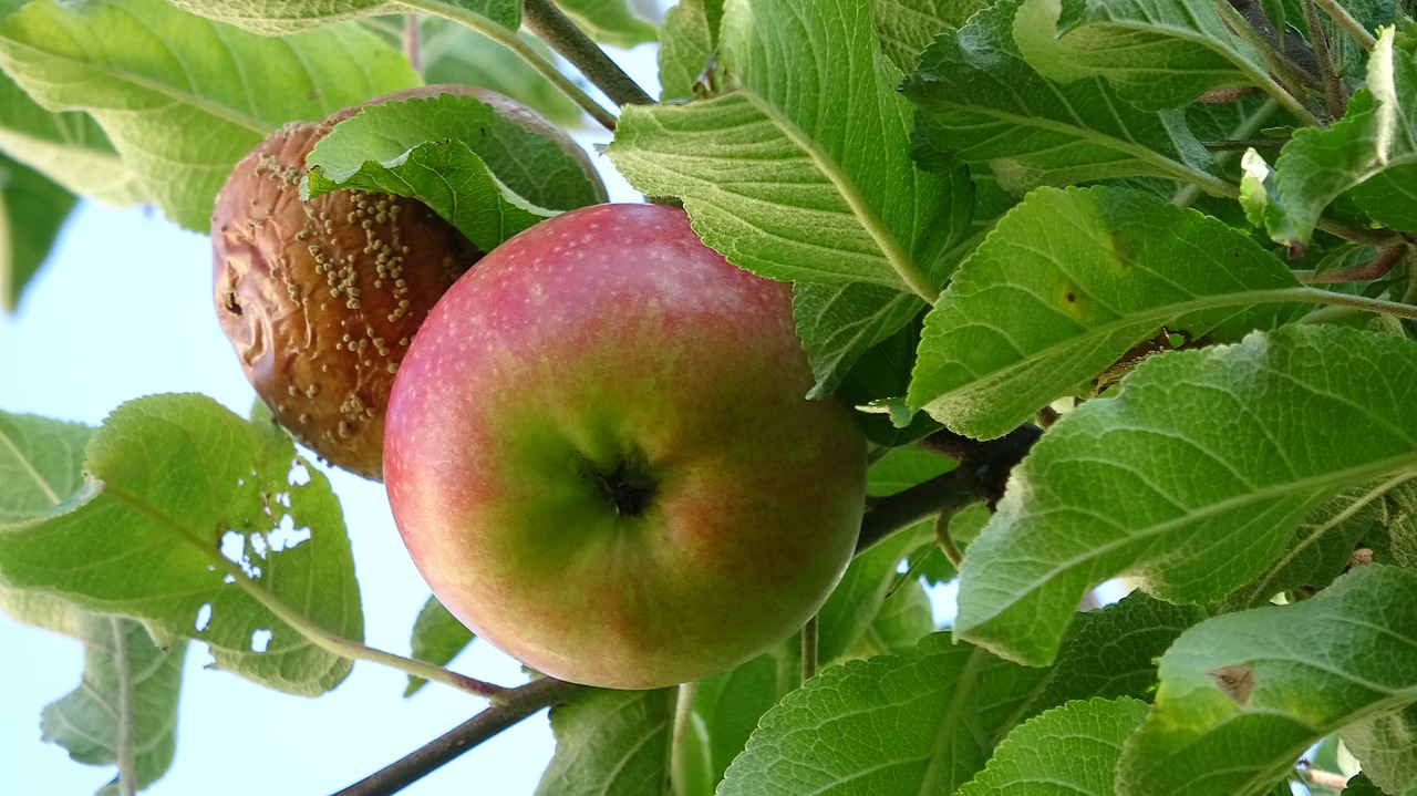 Vaisių,  Apple,  Maisto,  Vitaminai,  Derlius,  Kernobst Gewaechs,  Pobūdį,  Apple Orchard,  Vaisių Medžiai,  Ruduo