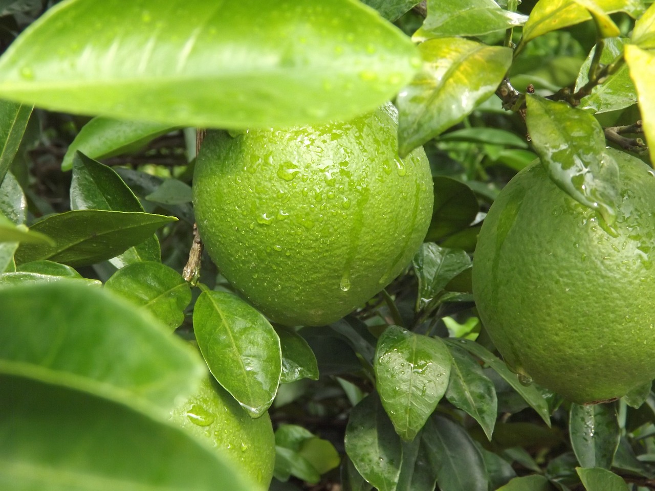 Vaisiai, Žalias, Bambuko Apelsinas, Nemokamos Nuotraukos,  Nemokama Licenzija