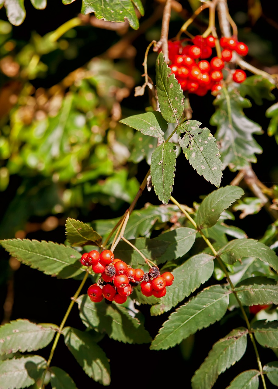 Vaisiai, Raudona, Uogos, Augalas, Sodas, Gamta, Raudoni Vaisiai, Apdaila, Flora, Gėlė