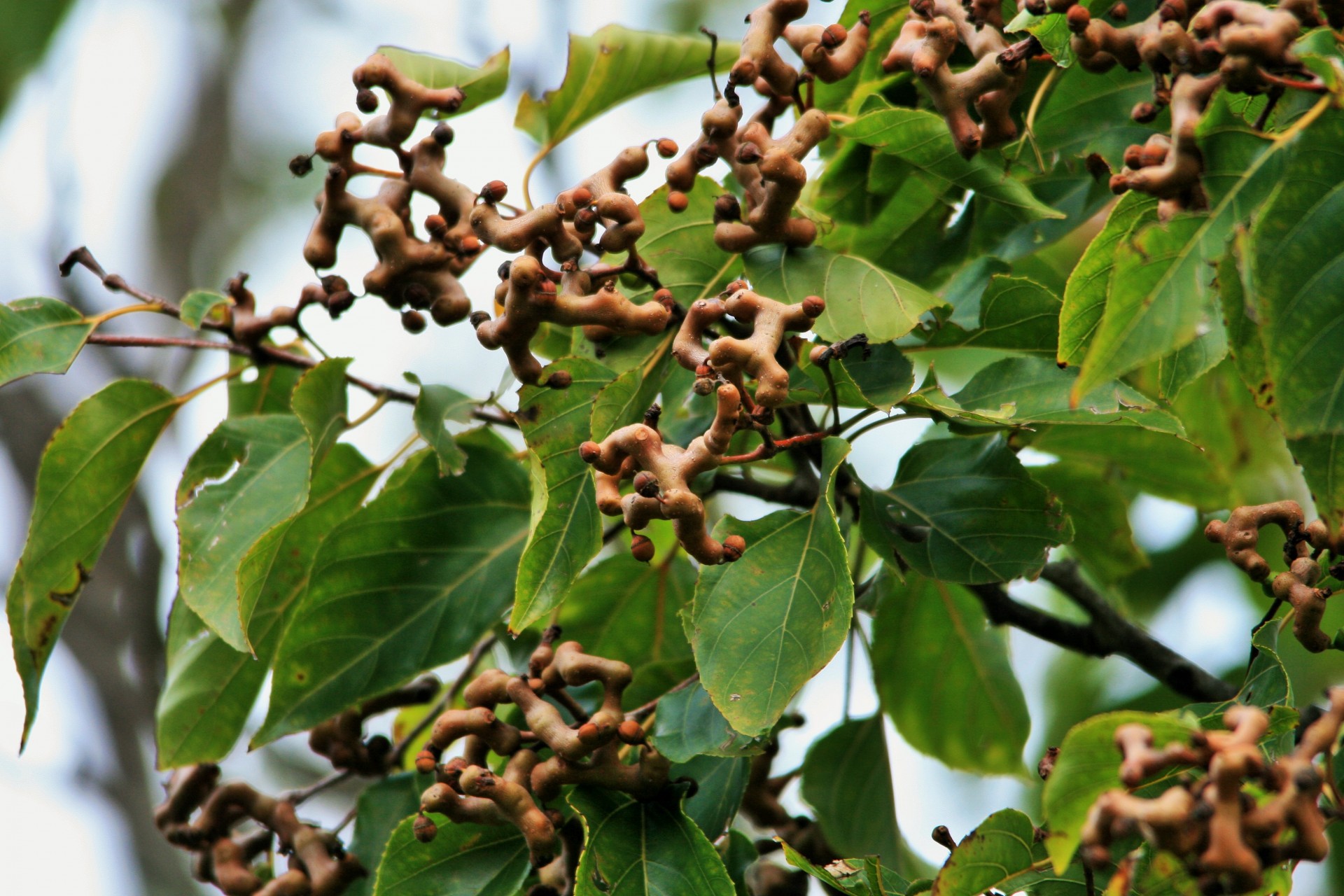 Medis,  Japanese & Nbsp,  Raisin,  Vaisiai,  Prinokę,  Lapija,  Japonų Razinos Medžio Vaisius, Nemokamos Nuotraukos,  Nemokama Licenzija