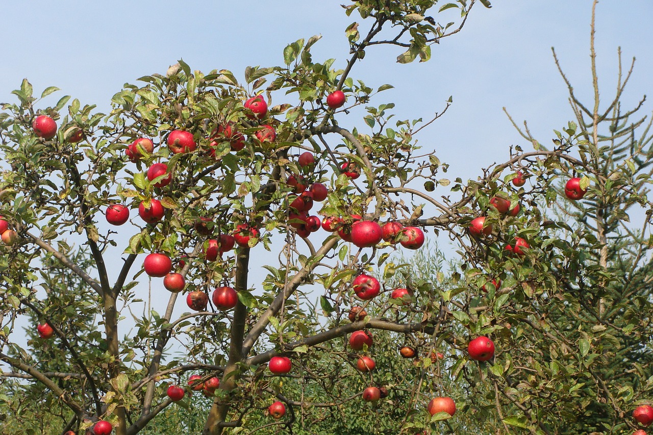 Vaismedis, Obuolių Medis, Ruduo, Vaisiai, Sultingas, Maistas, Prinokę, Sveikas, Šviežias, Mityba