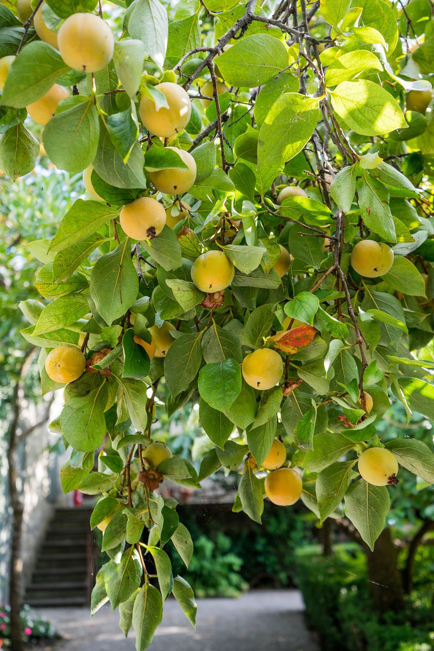 Vaismedis, Geltona, Žalias, Gamta, Šviežias, Prinokę, Maistas, Vasara, Sodas, Augalas