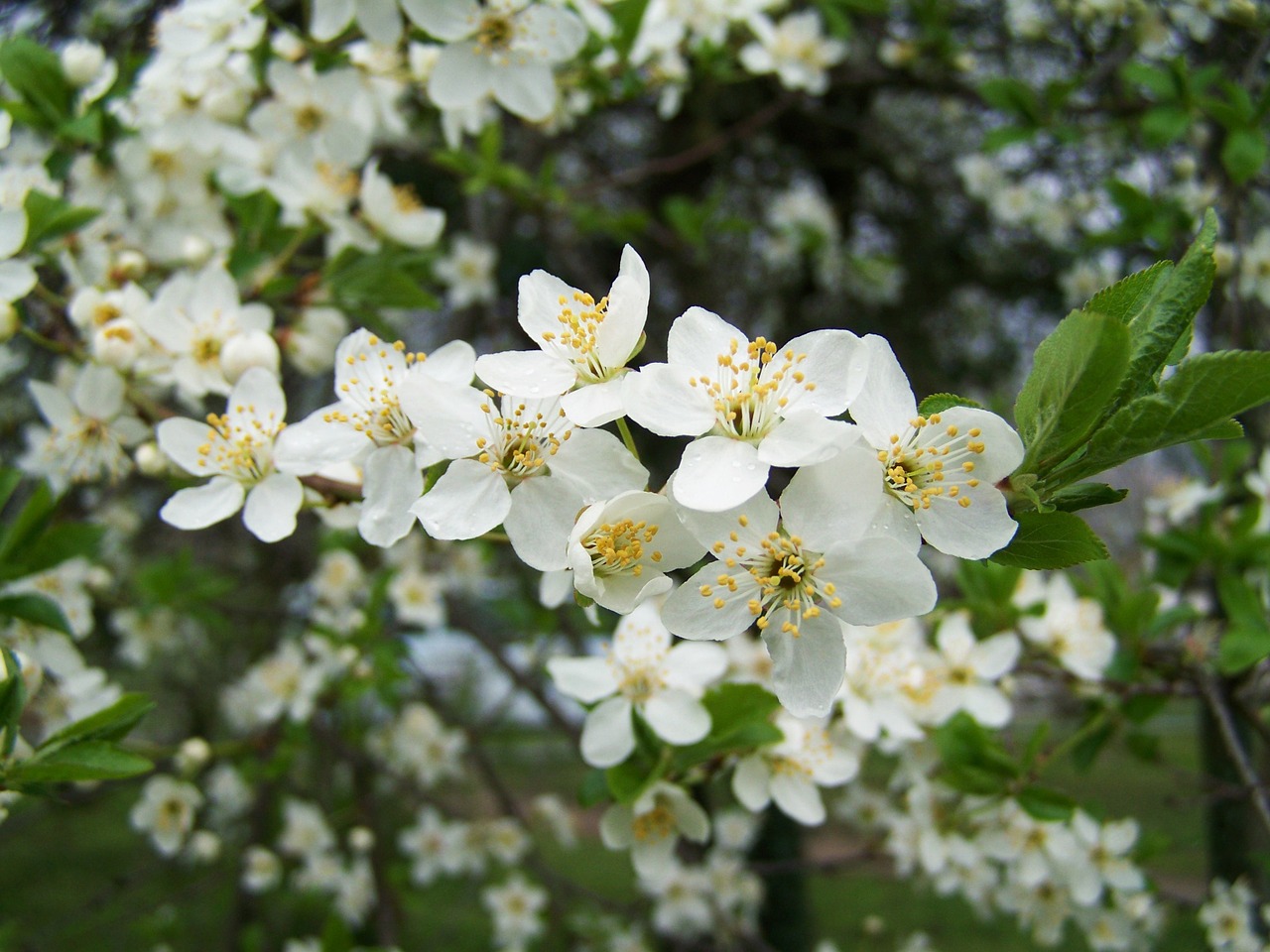 Žydėti Vaismedžiai, Balta Gėlė, Pavasaris, Nemokamos Nuotraukos,  Nemokama Licenzija