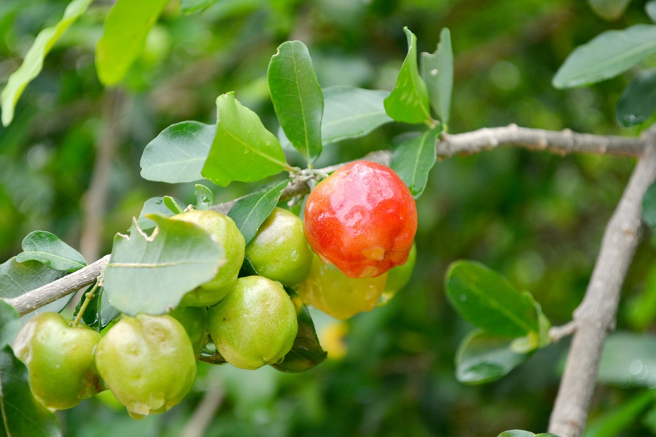 Frutas, Acerola, Verde, Brazilas, Vaisiai, Vyšnia, Žalias, Brazilija, Azerola, Nemokamos Nuotraukos