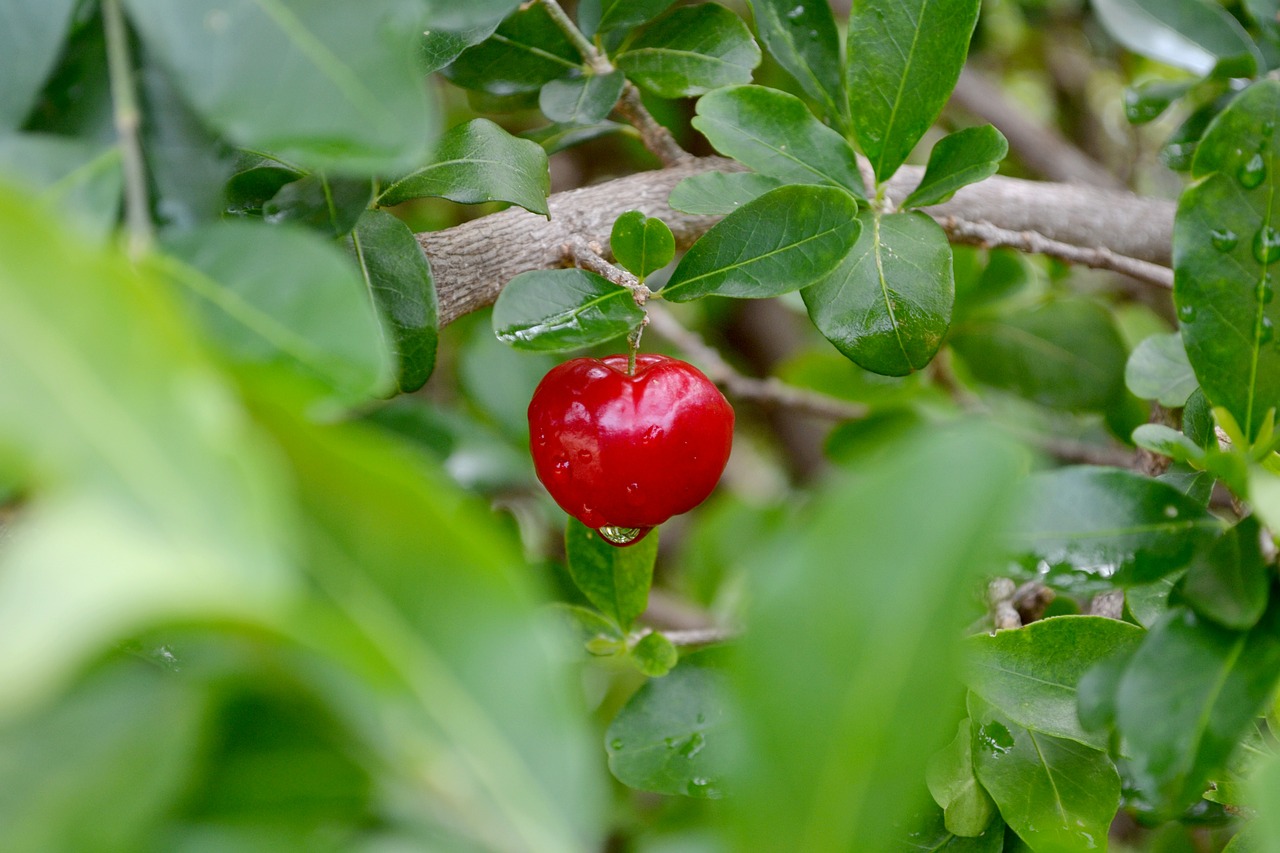 Frutas, Acerola, Verde, Brazilas, Vaisiai, Vyšnia, Žalias, Brazilija, Azerola, Nemokamos Nuotraukos