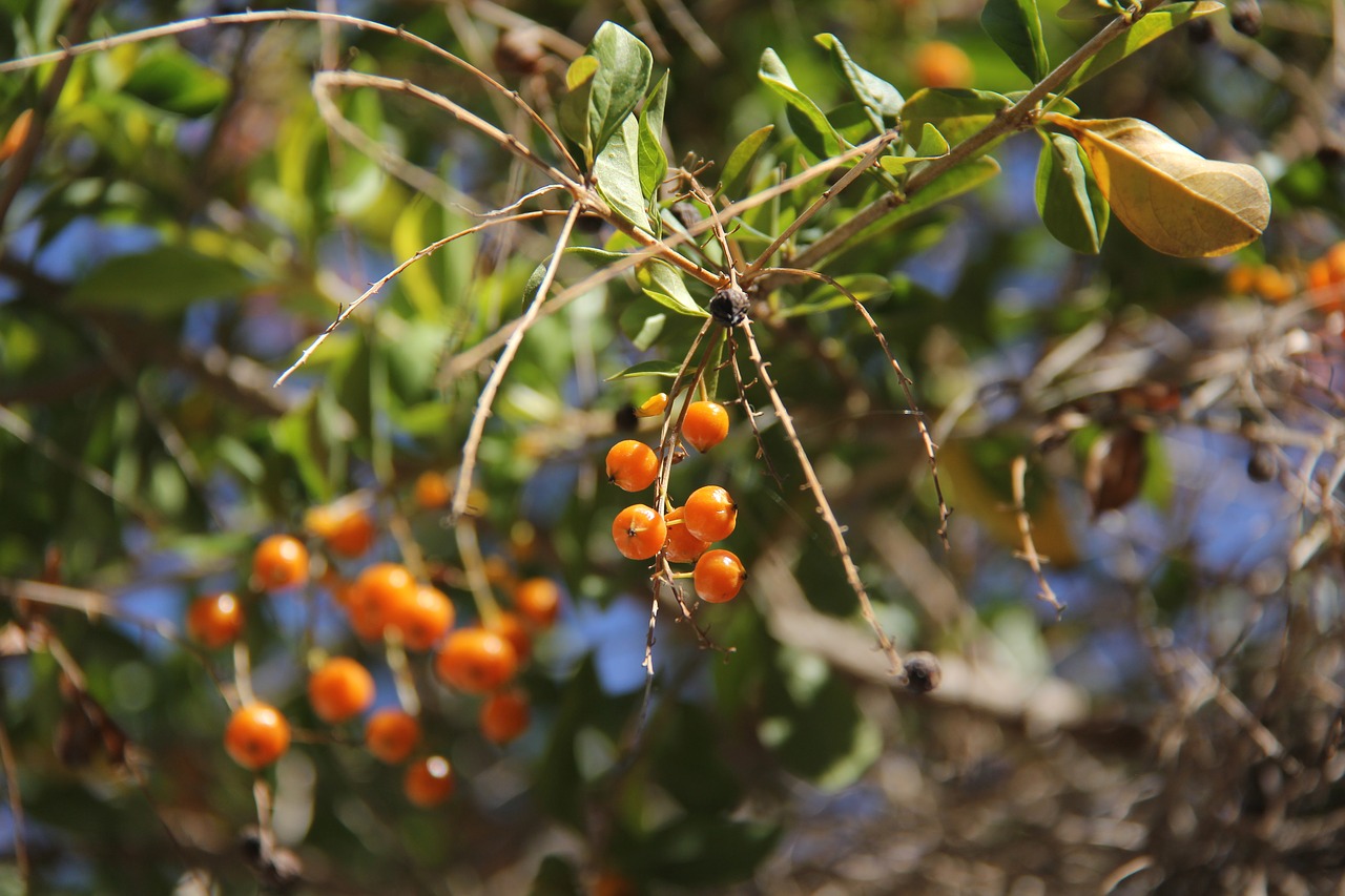 Frutinhos, Augalai, Gamta, Nemokamos Nuotraukos,  Nemokama Licenzija