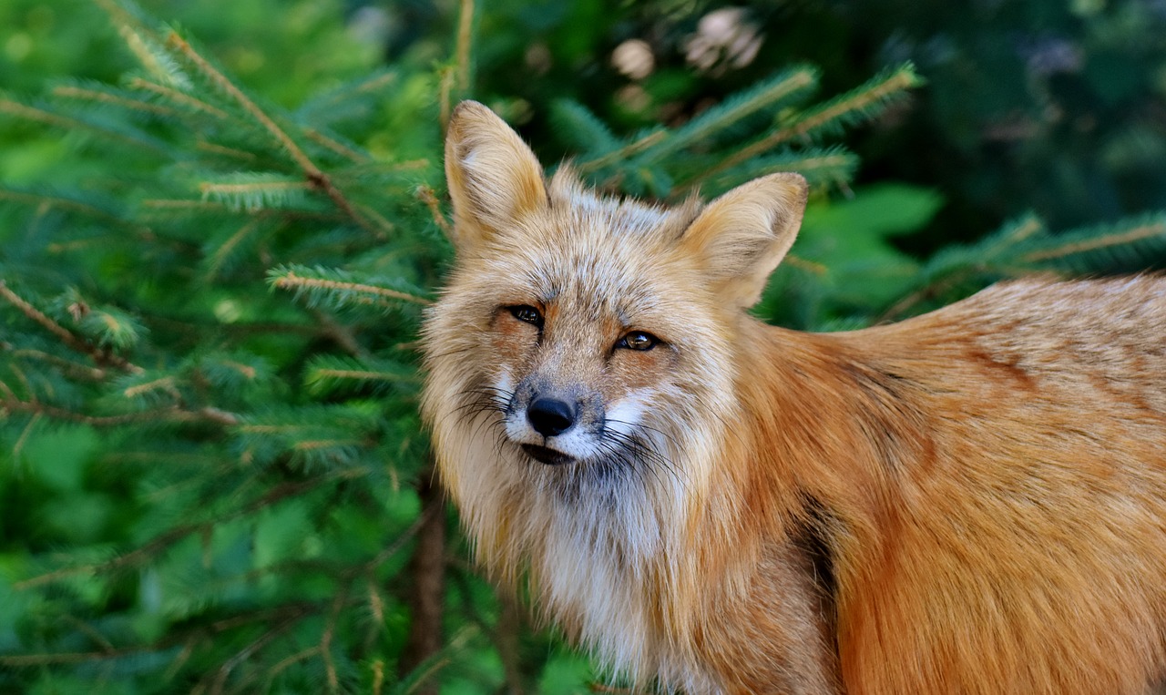 Lapė,  Gyvūnijos Pasaulyje,  Laukinių Gyvūnų,  Gyvūnų Portretas,  Pobūdį,  Padaras,  Wildpark Poing, Nemokamos Nuotraukos,  Nemokama Licenzija