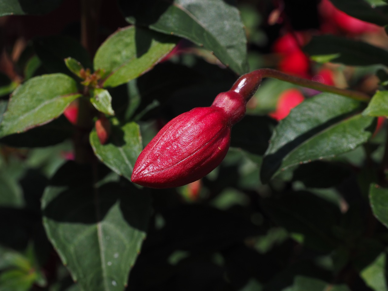 Fuksija, Budas, Gėlė, Vakarinė Šakniavaisė, Dekoratyvinis Augalas, Raudona, Gartenstaude, Konteinerių Gamykla, Nemokamos Nuotraukos,  Nemokama Licenzija