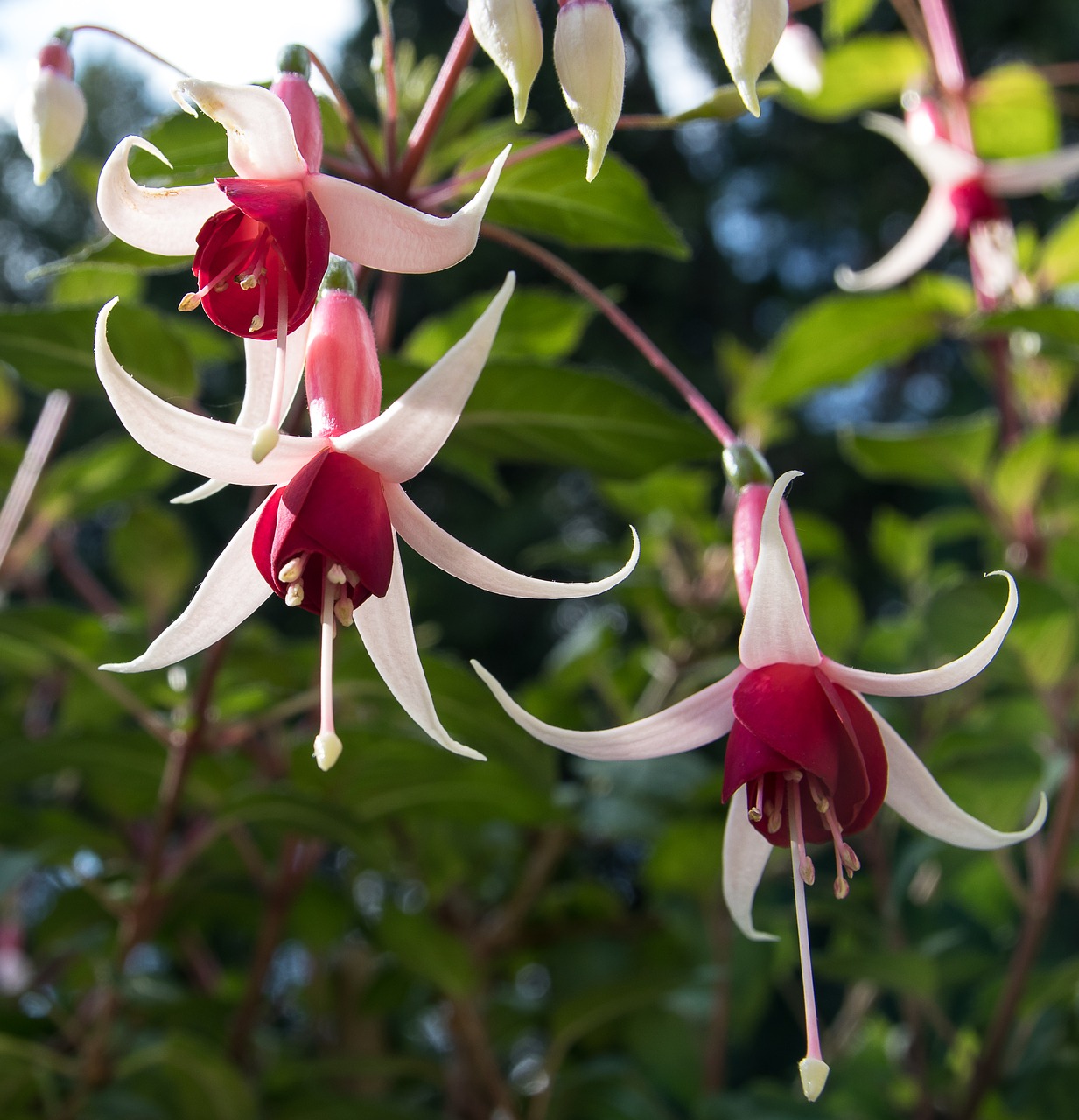 Fuksija,  Augalų,  Žiedas,  Žydi,  Gėlė,  Sodas,  Dekoratyvinis Augalas,  Vasara,  Pobūdį,  Fuchsia Gėlės