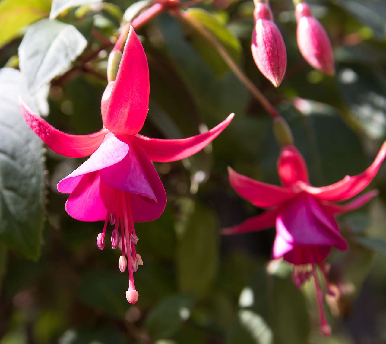 Fuksija,  Augalų,  Žiedas,  Žydi,  Gėlė,  Sodas,  Dekoratyvinis Augalas,  Vasara,  Pobūdį,  Fuchsia Gėlės