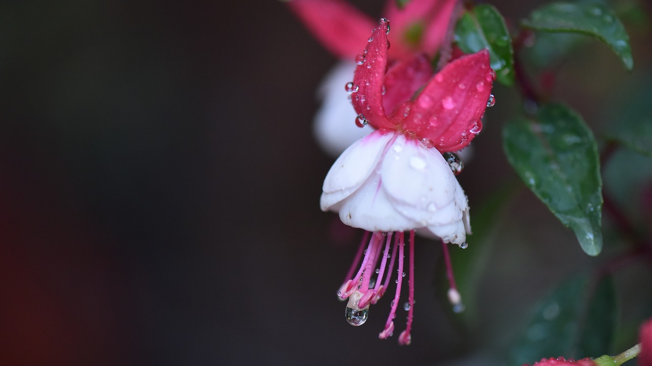 Fuchsias, Pistil, Balta Gėlė, Nemokamos Nuotraukos,  Nemokama Licenzija