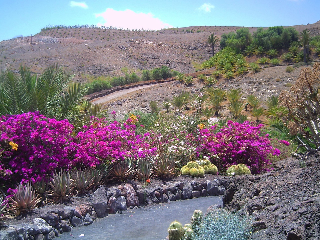 Fuerteventura, Šventė, Vasara, Pavasaris, Sezonai, Žalias, Pavasario Gėlės, Gėlės, Violetinė, Gamta