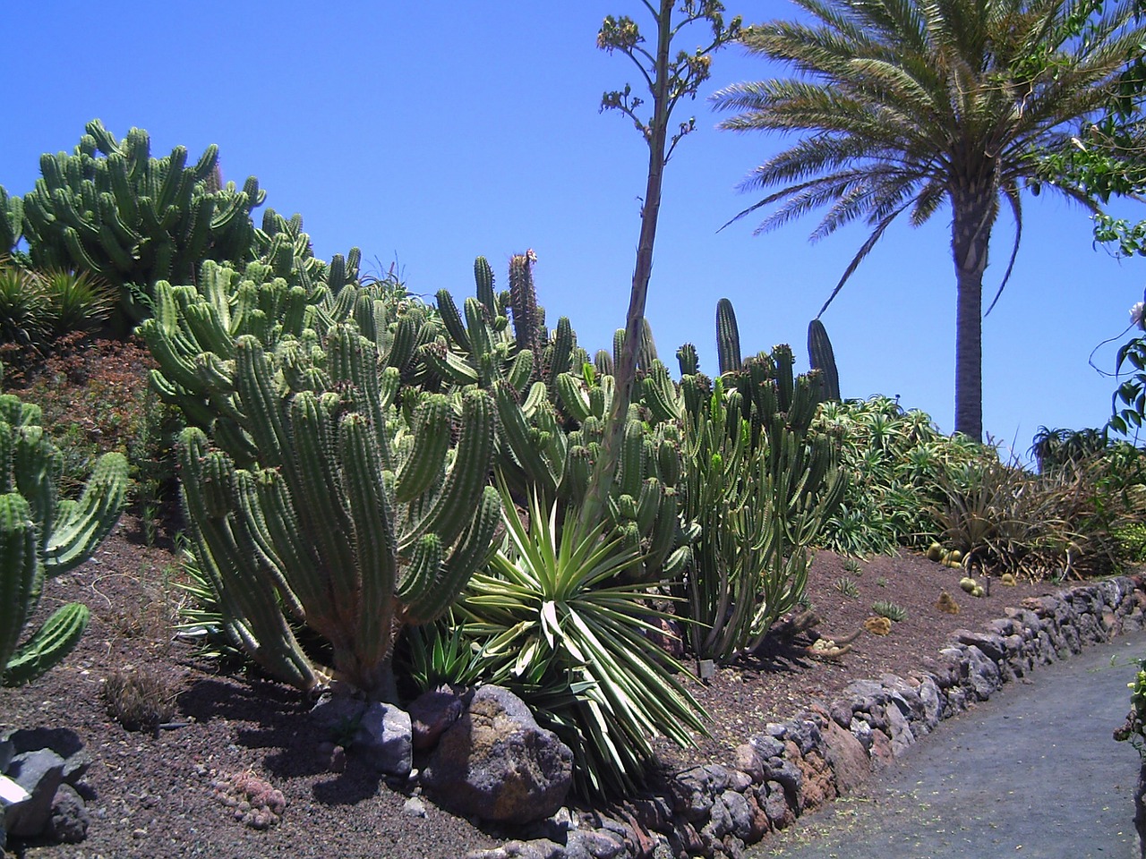 Fuerteventura, Žalias, Augalas, Lapai, Kaktusas, Gamta, Nemokamos Nuotraukos,  Nemokama Licenzija