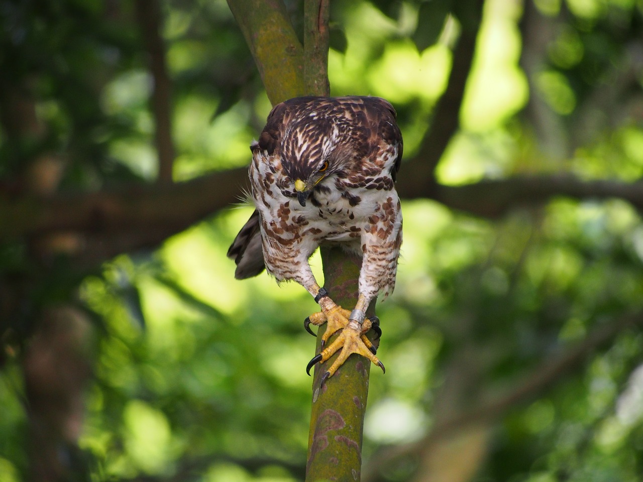 Fung Head Goshawk, Raptoras, Dėmesio, Medžioklė, Nemokamos Nuotraukos,  Nemokama Licenzija