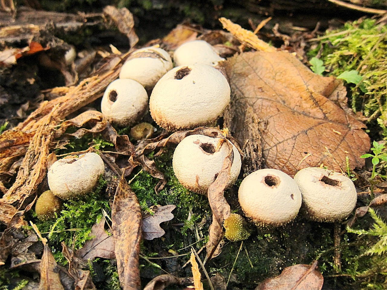 Grybai, Puffball, Grybelis, Grybai, Ruduo, Miškas, Gamta, Mediena, Flora, Apvalus