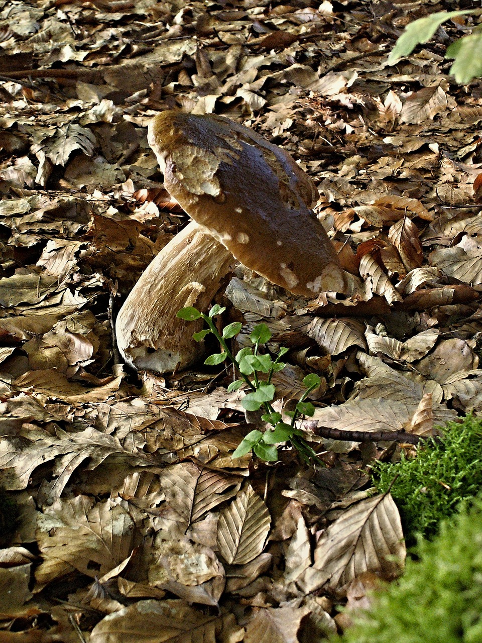 Grybelis, Boletus, Ąžuolo, Lapija, Bukas, Ruda, Ruduo, Nemokamos Nuotraukos,  Nemokama Licenzija