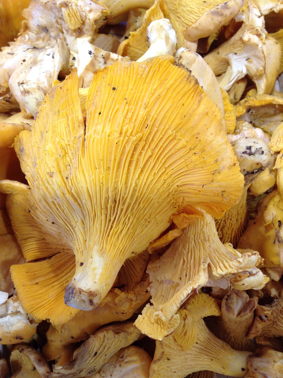 Grybelis, Chanterelle, Turgus, Kritimas, Nemokamos Nuotraukos,  Nemokama Licenzija