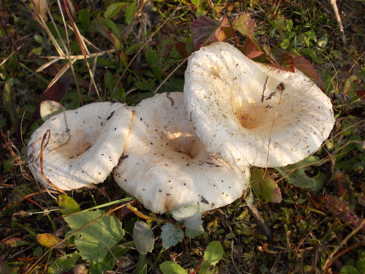 Grybelis, Nuodingi Grybai, Laktarijos Švelnus, Lactarius Vietus, Piltuvėlis, Suvynioti, Mentės, Skrybėlę, Baltasis Grybas, Velouté