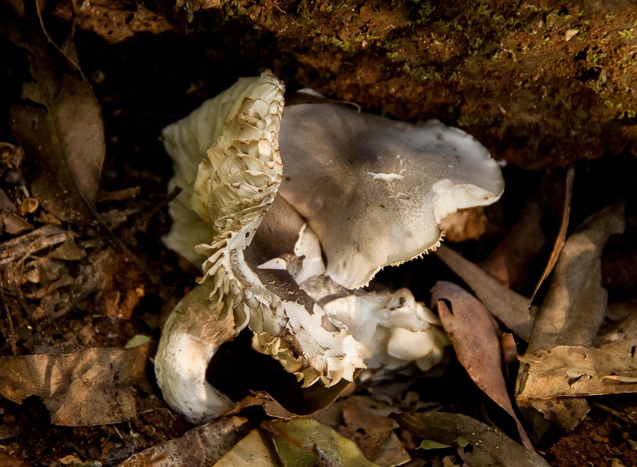 Grybelis, Grietinėlė, Pilka, Grybai, Šlapias, Tekstūra, Miškas, Queensland, Australia, Nemokamos Nuotraukos