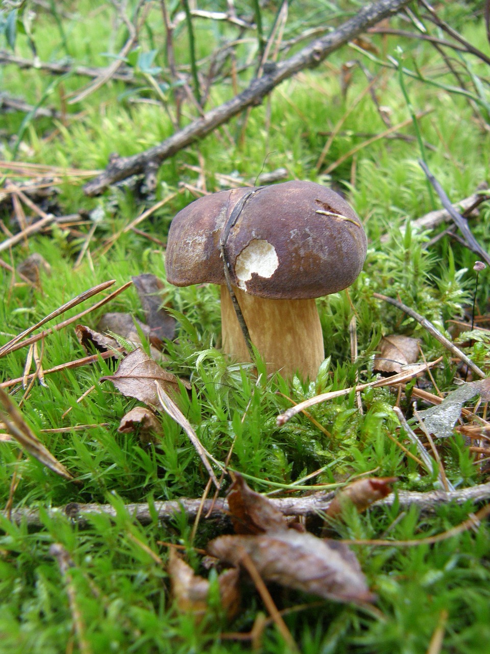 Grybelis, Miškas, Ruduo, Samanos, Žalias, Ruda, Grybų Rinkimas, Grybai, Boletus, Valgomieji