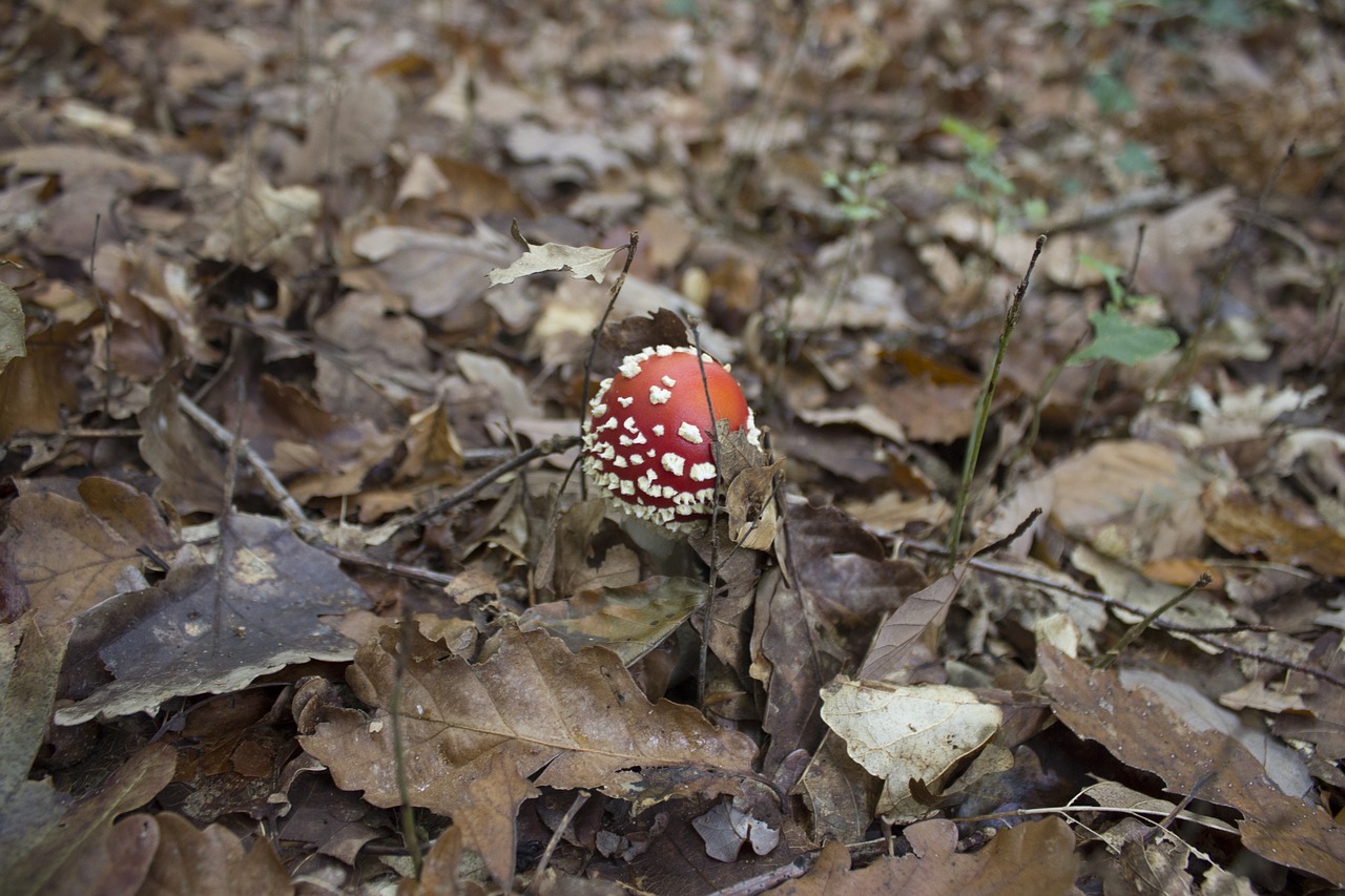 Grybelis, Raudonasis Grybas, Balta, Gamta, Nuodingi Grybai, Amanita, Pomidoras, Grybelis Amanita, Raudona, Nuodai