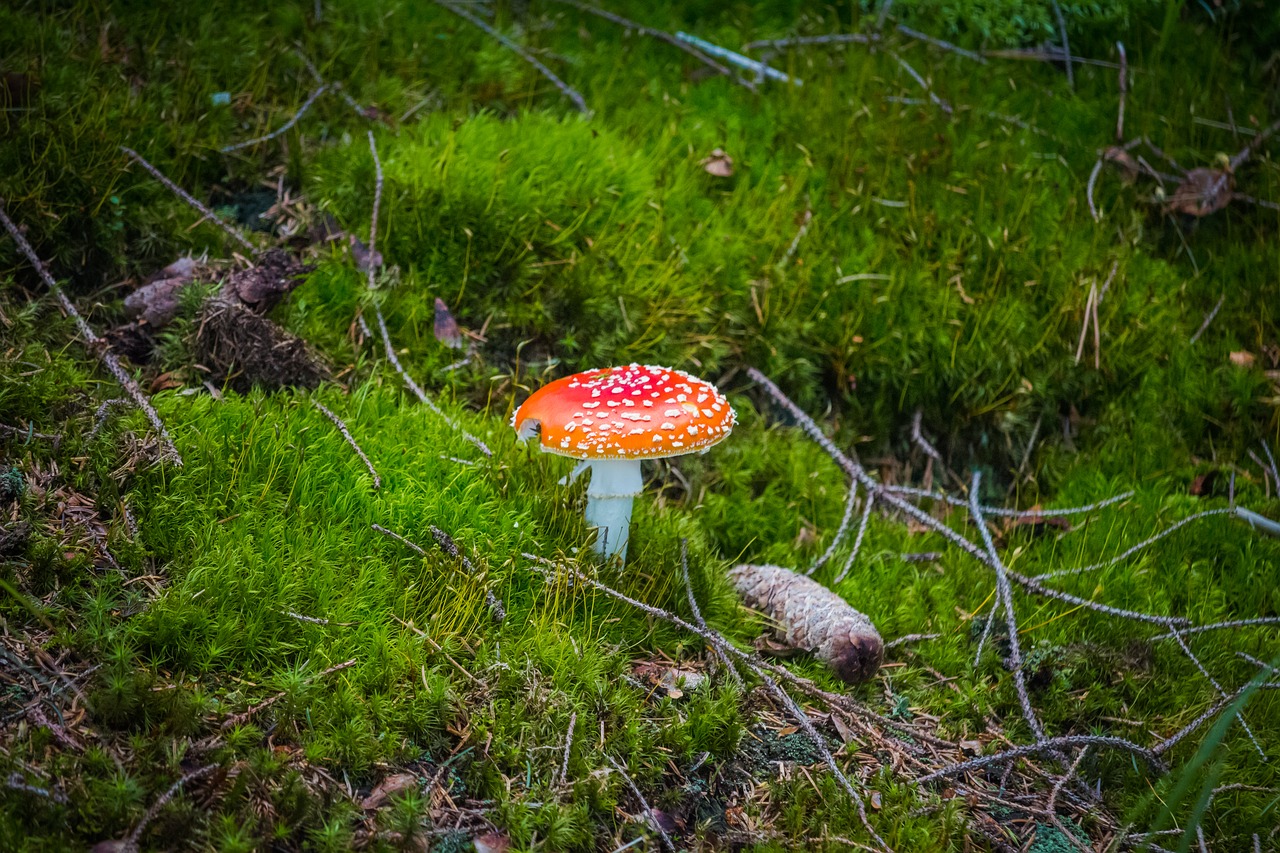 Grybelis, Kumpis, Amanita Muscaria, Raudona, Gamta, Makro, Miškas, Samanos, Toksiškas, Grybai