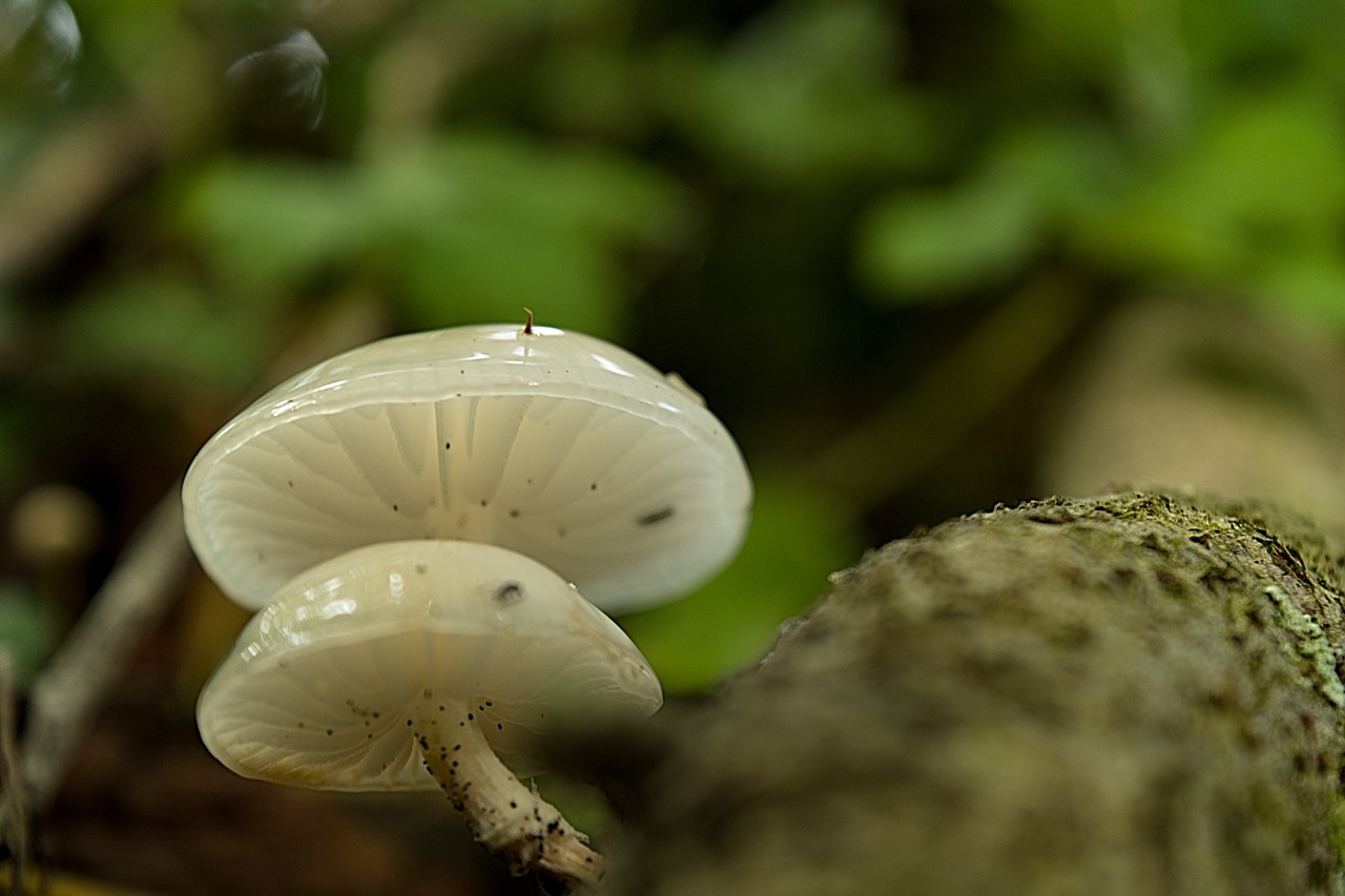 Grybelis, Boletus, Grybai, Makro, Valgomieji, Gamta, Rinkimas, Nemokamos Nuotraukos,  Nemokama Licenzija