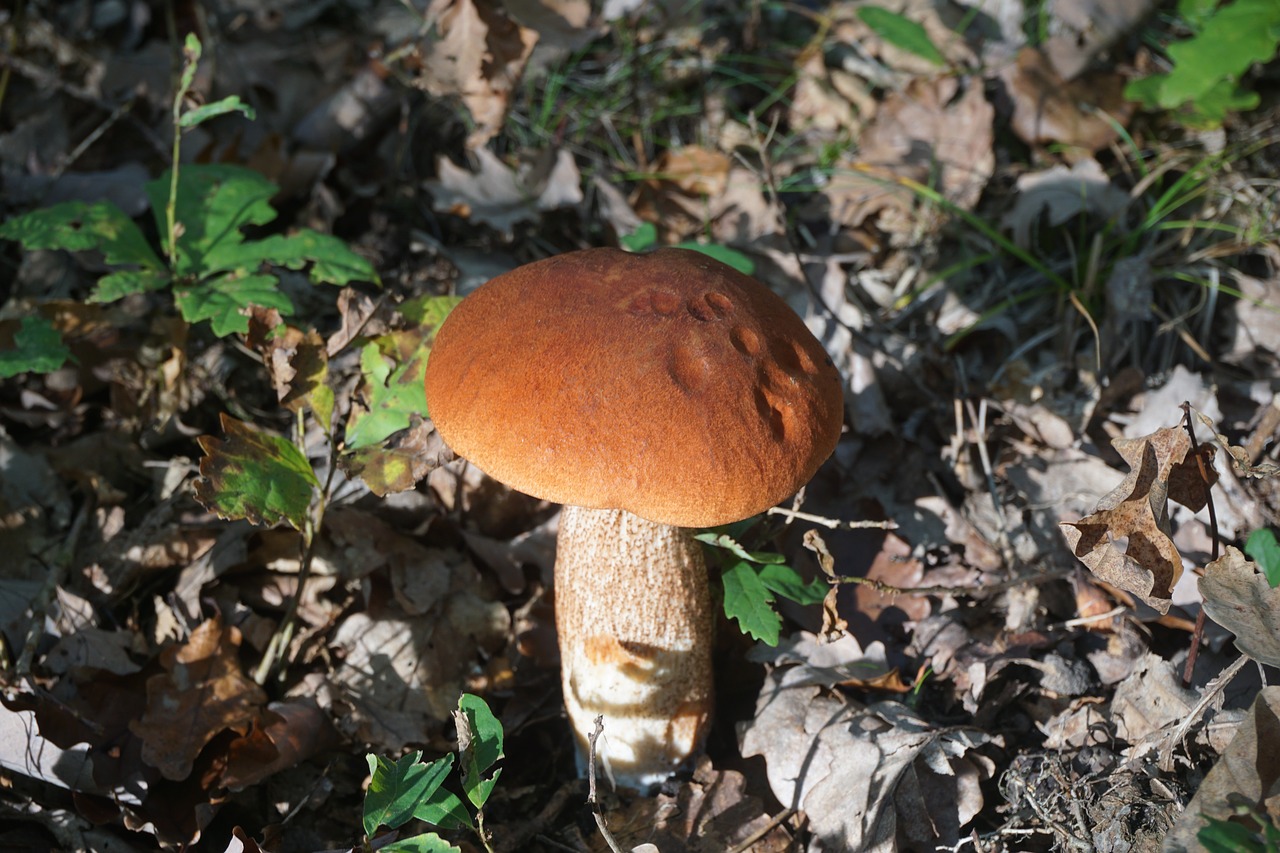 Grybelis, Boletus, Cep, Balta Oranžinė, Miškas, Valgomieji, Gamta, Pomidoras, Kritimas, Rinkimas