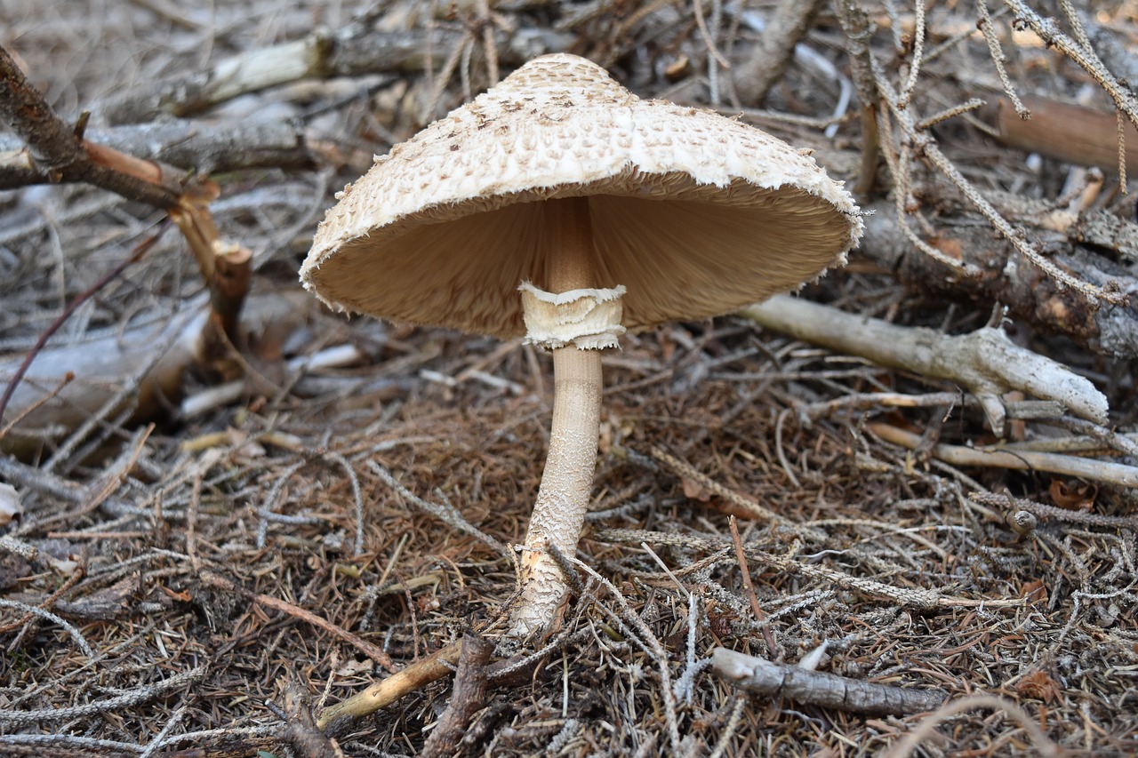 Grybelis, Ruduo, Grybai, Miškas, Rudens Miškai, Mediena, Būgno Lazdelė, Macrolepiota Procera, Nemokamos Nuotraukos,  Nemokama Licenzija