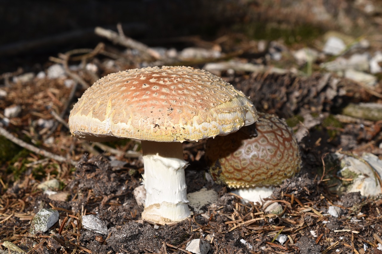 Grybelis, Amanita Muscaria, Amanitas, Grybai, Nuodai, Nuodingas, Underwood, Grybai, Muscaria, Toksiškas