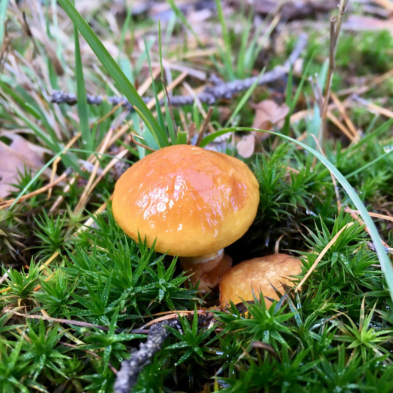 Grybelis, Boletus, Kritimas, Grybai, Gamta, Sezonas, Nemokamos Nuotraukos,  Nemokama Licenzija