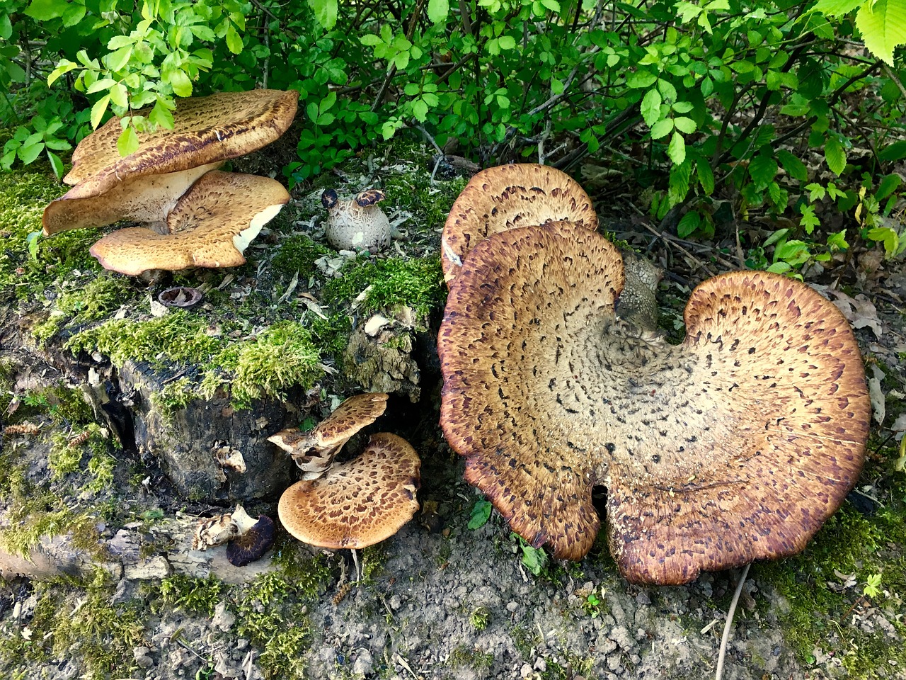 Grybelis, Grybai, Boletus, Gamta, Samanos, Mediena, Kritimas, Nemokamos Nuotraukos,  Nemokama Licenzija