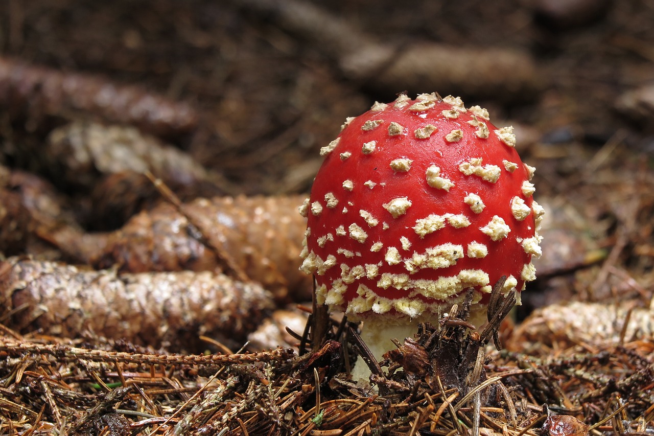 Grybelis, Amanita Muscaria, Miškas, Ruduo, Smilkalniai, Gamta, Nemokamos Nuotraukos,  Nemokama Licenzija