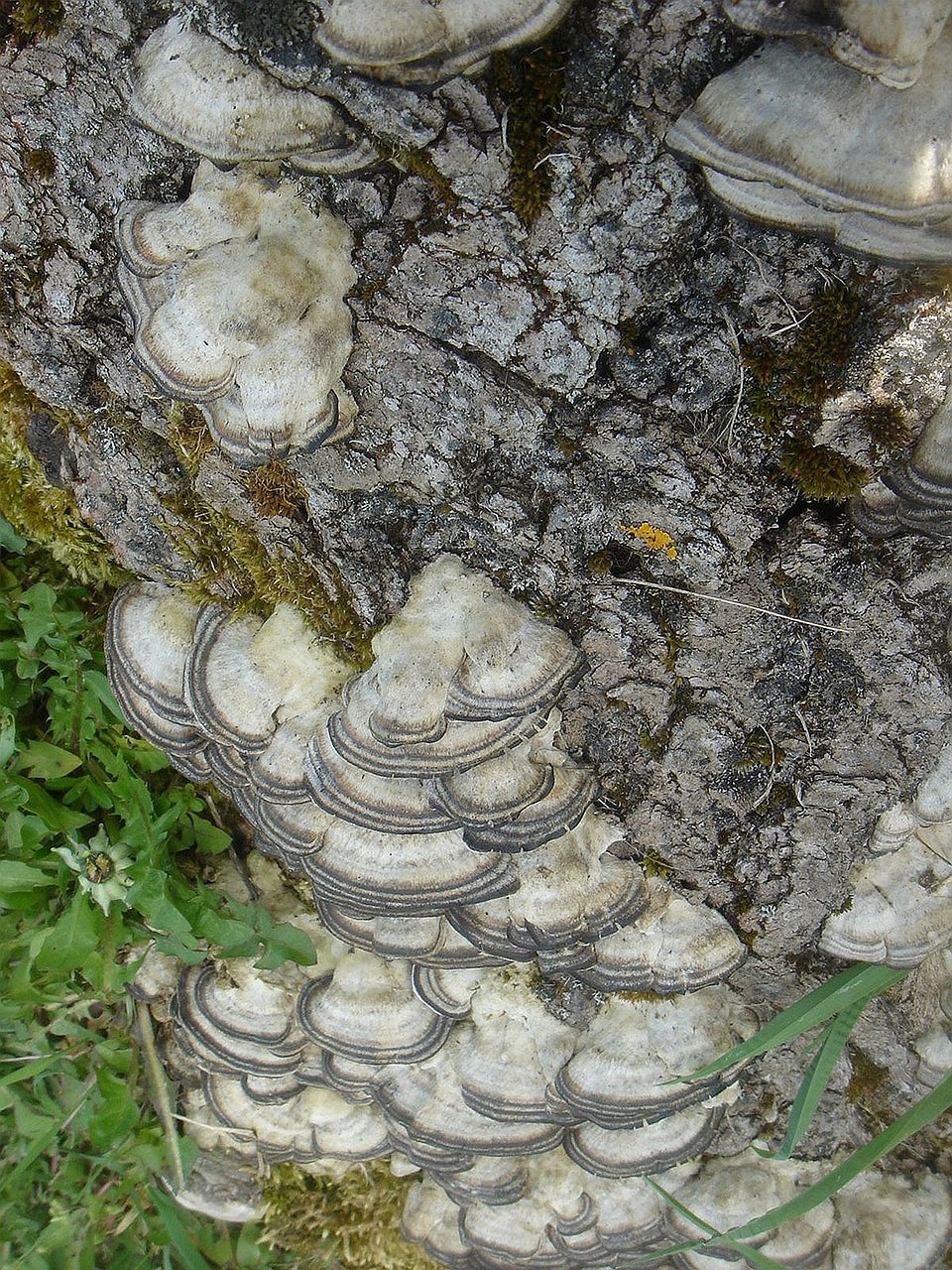 Grybelis, Kumpas, Polypore, Mediena, Senas, Nemokamos Nuotraukos,  Nemokama Licenzija