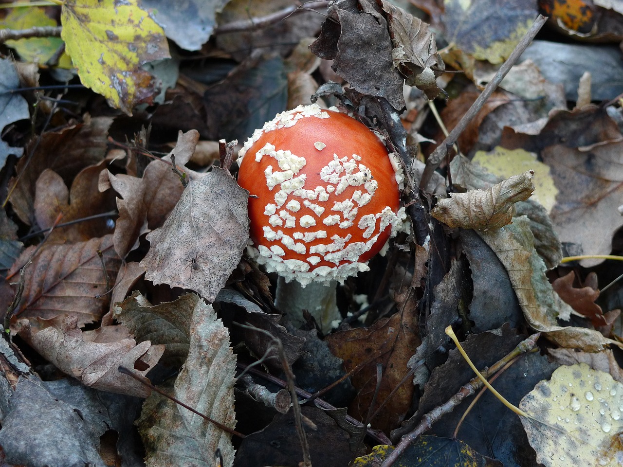 Grybelis,  Amanita,  Pobūdį,  Raudona,  Miškas,  Pomiškio,  Kristi, Nemokamos Nuotraukos,  Nemokama Licenzija