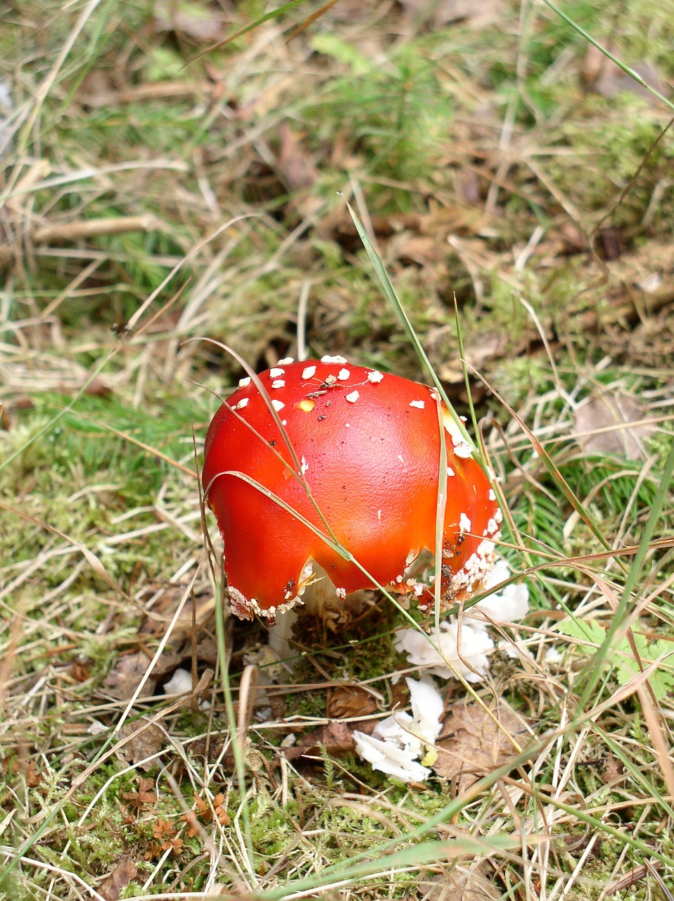 Grybelis, Raudona, Miškas, Lapai, Žolė, Adatos, Sausas, Samanos, Kumpis, Vasara