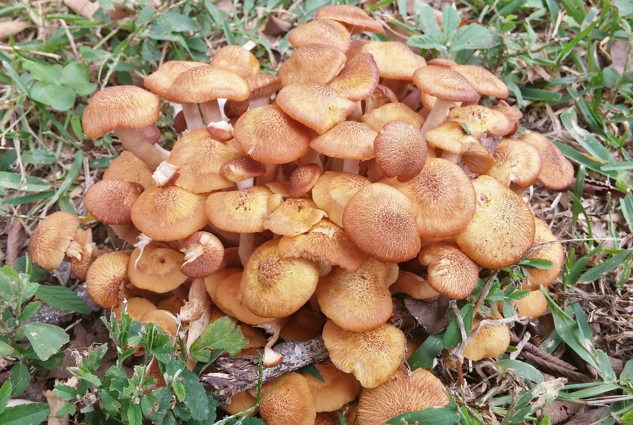 Medus Grybas, Grybelis, Grybai, Smilkalniai, Grybai, Dangtelis, Nuodingas, Augalas, Toksiškas, Armillaria Mellea