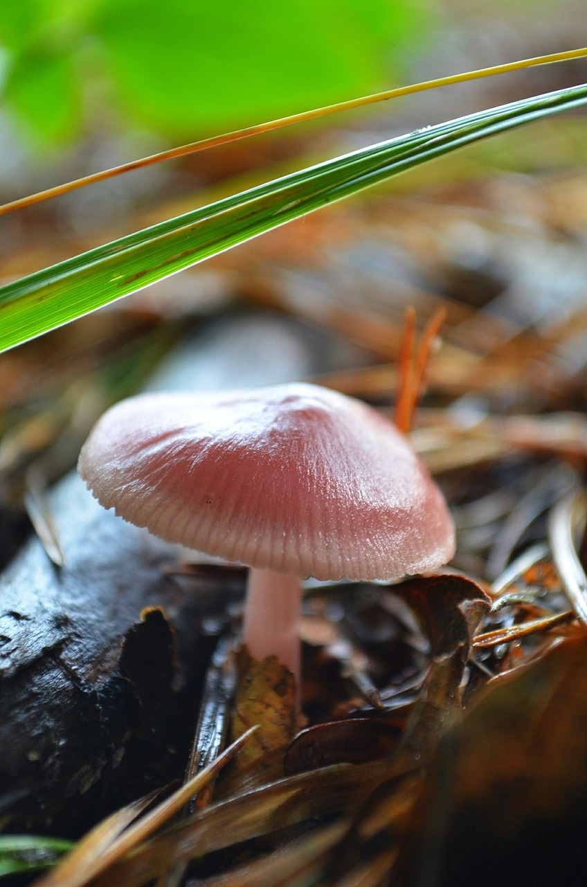 Grybelis, Miškas, Miško Grybai, Nemokamos Nuotraukos,  Nemokama Licenzija