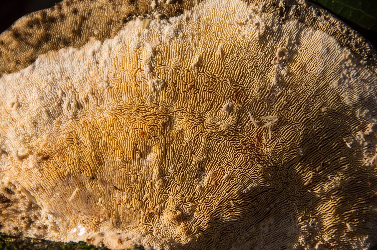 Grybelis,  Grietinėlė,  Ruda,  Grybai,  Laikiklis,  Tekstūra,  Miškas,  Queensland,  Australija, Nemokamos Nuotraukos