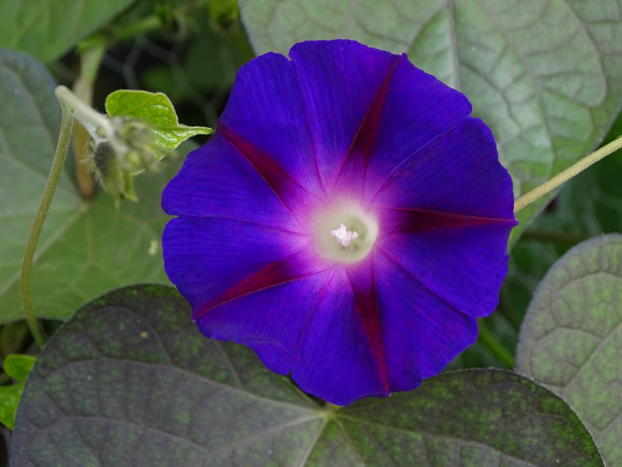 Kanalėlių Sriegis, Ryto Šlovė, Alpinistas, Violetinė, Violetinės Raganos Vėjai, Imopea Purpurea, Puikus Siūlas, Vėjai, Ipomėja, Šviesus