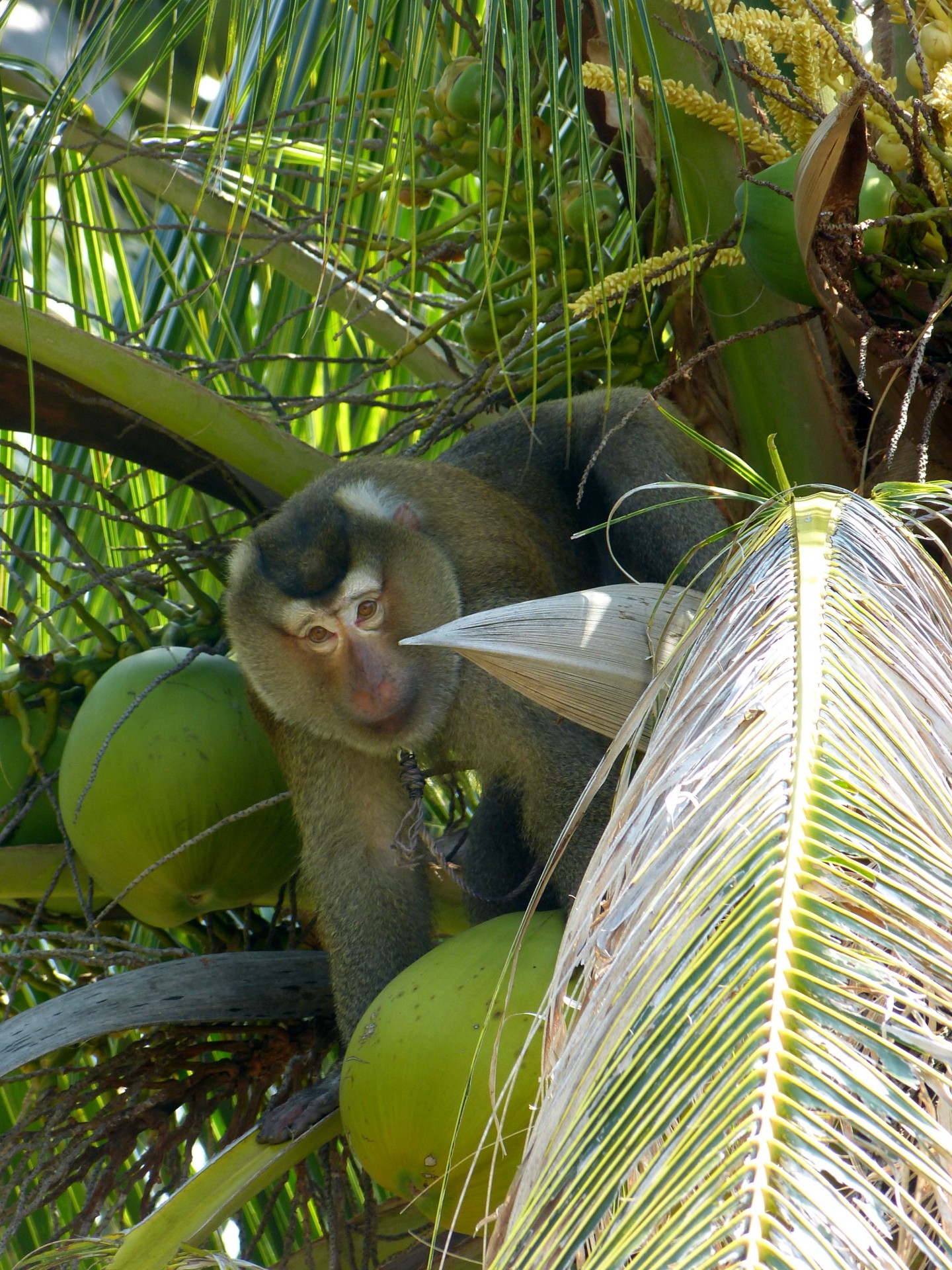 Beždžionė,  Palmių & Nbsp,  Medis,  Kokoso,  Žalias,  Rojus,  Koh & Nbsp,  Phangan,  Tailandas,  Juokinga Beždžionė