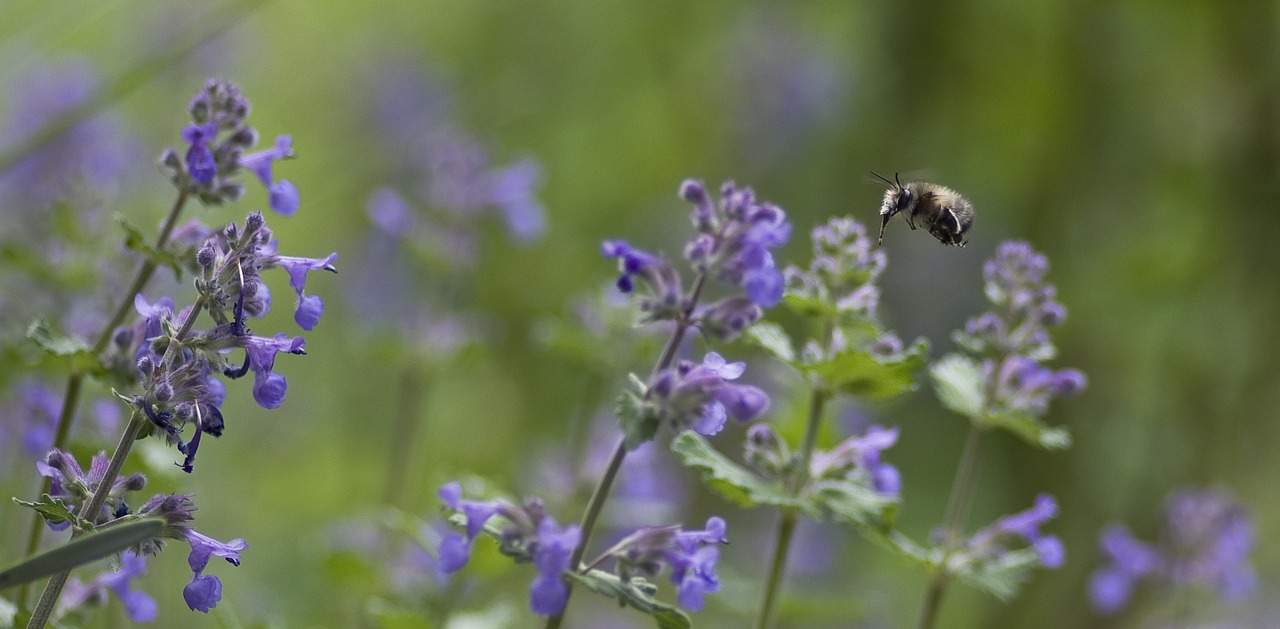 Kailiniai Bitės, Bičių, Katžolė, Dilgėlė, Nemokamos Nuotraukos,  Nemokama Licenzija