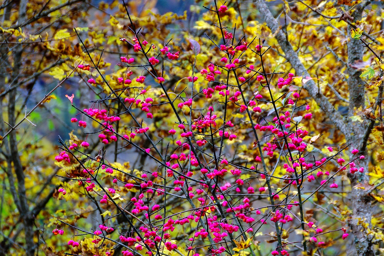 Fusaggine, Kunigo Biretta, Kunigo Skrybėlė, Euonymus Europaeus, Fusaria, Krūmas, Gėlės, Ruduo, Žydintis Krūmas, Gėlė