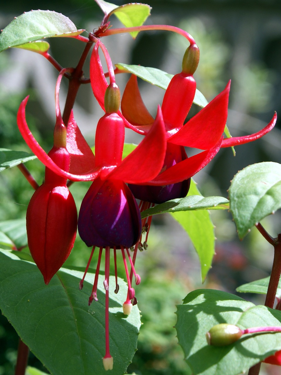 Fuschia, Raudona, Gėlė, Violetinė, Spalvinga, Sodas, Botanikos, Raudona, Kabantis, Nemokamos Nuotraukos