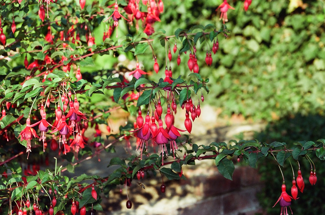 Fuschia,  Rožinis,  Gėlė,  Vasara,  Augalų,  Floros,  Spalvingas, Nemokamos Nuotraukos,  Nemokama Licenzija